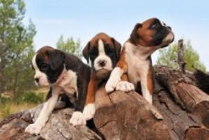 Boxer hot sale puppies newborn